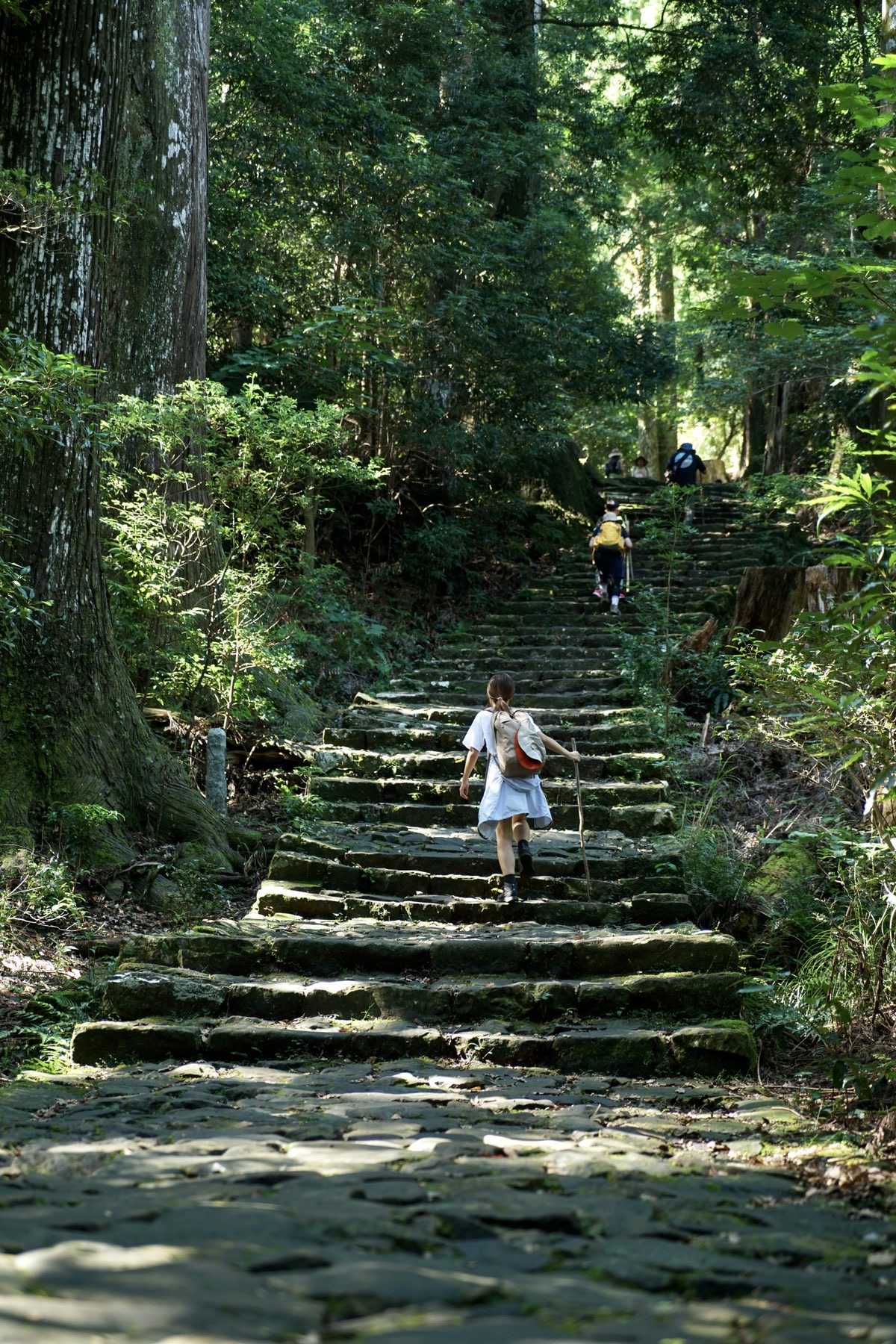 熊野古道の光、道、植生
